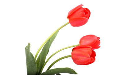 Güzel buket kırmızı laleler beyaz arka planda izole edilmiş.