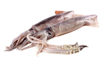 Kalamarlar beyaz üzerine izole edilmiş