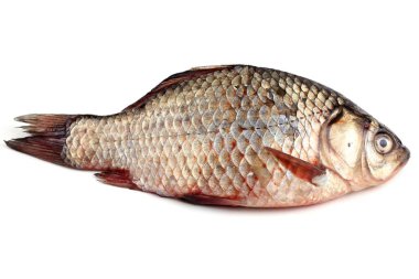 Crucian sazanı beyaza izole edilmiş.
