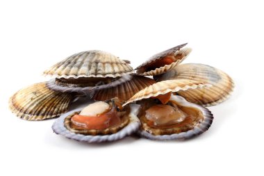 Açık ve kapalı deniz tarakları