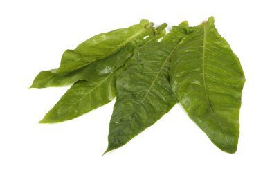 Tütün yaprakları beyaz üzerine izole