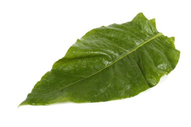 Tütün yaprağı beyaza izole edilmiş