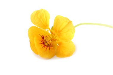 Nasturtiyum beyazda izole edilmiş