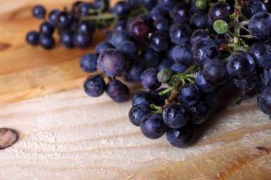 Sonbahar üzüm hasadı. Kırmızı şarap için üzüm.