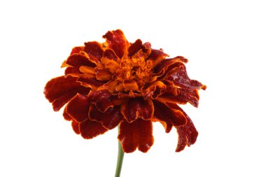 Marigold çiçeği beyaz arkaplanda izole edilmiş.