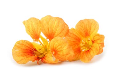 Beyazda izole edilmiş Nasturtiyumlar