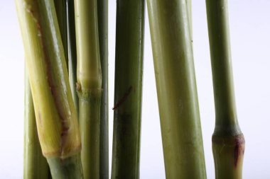 Şeker kamışı beyaz üzerine izole