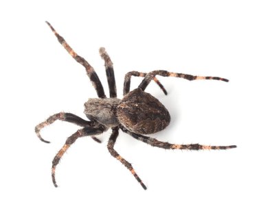 Beyaz üzerine izole edilmiş küre dokumacı örümcek (Araneus ventricosus)