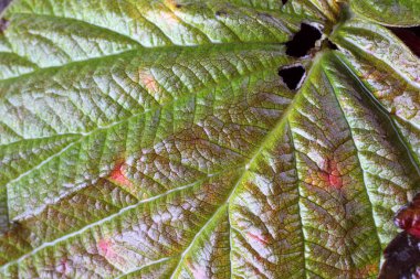 Sonbahar yapraklarının makro çekimi