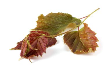 Sonbahar fındık yaprağı beyaza izole edilmiş.