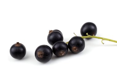 Olgun taze frenk üzümü hasadına yakın.