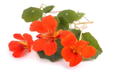 İnanılmaz çiçeklere yakın.