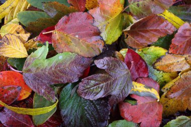 Sonbahar yapraklarını kapatın. Desenli arkaplan