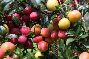Olgun taze erikler. görünümü kapat
