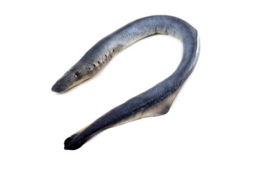Lamprey balığı. - Vampir. Balık kanı içiyor. Bu balık çok lezzetli.