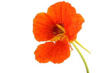 Büyüyen nasturtiyum beyazda izole edilmiş.