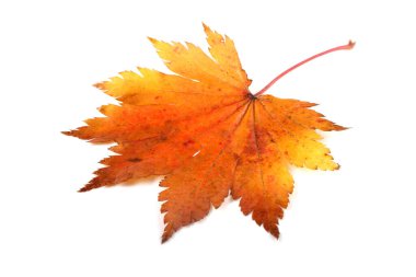 Parlak sonbahar yapraklarını kapatın.