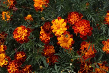 İnanılmaz çiçeklere yakın.