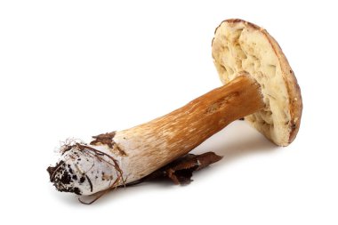 Beyaz arkaplanda izole edilmiş mantarlar