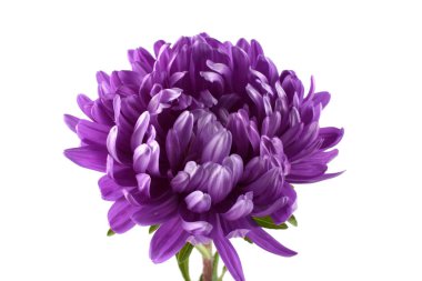 Violet aster beyazda izole edilmiş