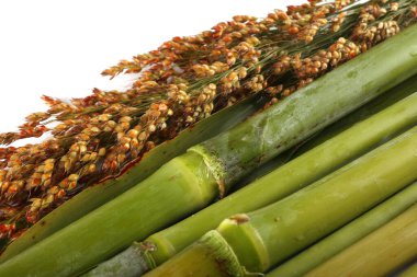 Şeker kamışı beyaz üzerine izole