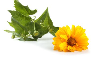 Çiçek açan muhteşem çiçeğe yaklaş