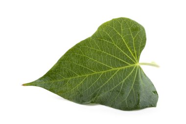 Beyaz tenli tatlı patates yaprağı