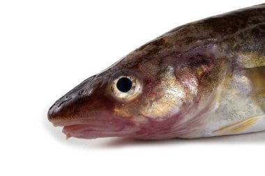 Safran morina balığı beyazda izole edilmiş.