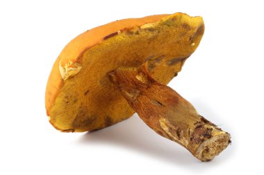 Xerocomus subtomentosus (kahverengi ve sarı bolet, sıkıcı kahverengi bolete, sarı çatlamış bolete, süet bolete)