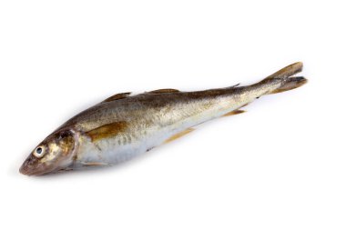 Safran morina balığı beyazda izole edilmiş.