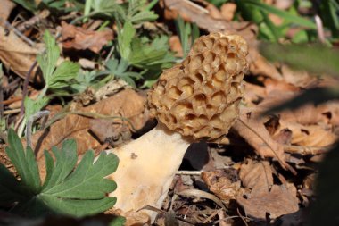 Büyüyen morel. Bahar mantarı