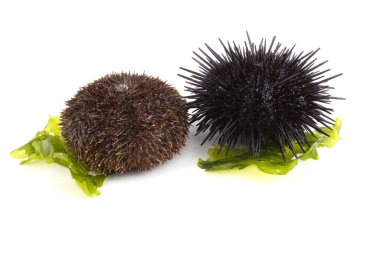 Gri ve Karadeniz kestaneleri ve yosun