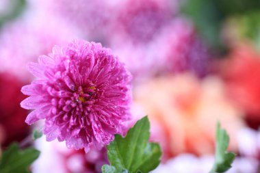 Kasımpatı ve çiçek arkaplanı. Soyut