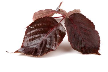 Blackberry 'nin sonbahar yaprakları beyaz arkaplanda