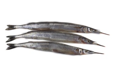 Garfish beyazda izole edilmiş.