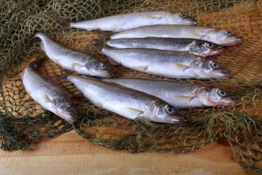 İnternette eritilmiş balıklar. Pasifik eritilmiş çeşitleri