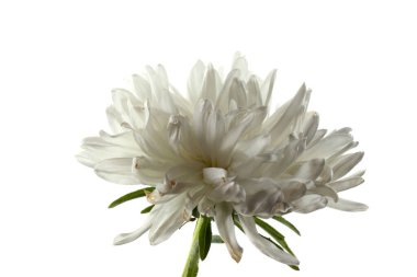 Beyaz paskalya beyazda izole