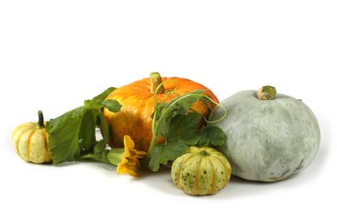 Beyaz bir arkaplanda kabak izole