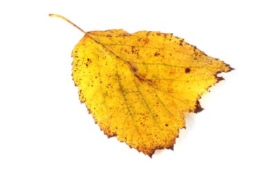 Sonbahar fındık yaprağı beyaza izole edilmiş.