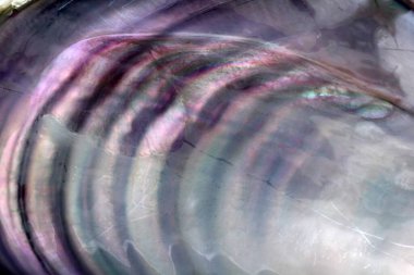 Çoklu renkli midye kabuğu arkaplanı