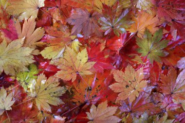 Sonbahar yapraklarını kapatın. Desenli arkaplan