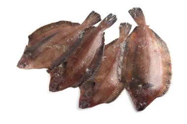 Düz başlı taban (Hipoglossoides elassodon) beyaz üzerinde izole