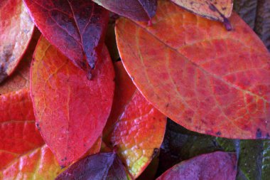 Düşen sonbahar yapraklarını kapatın.