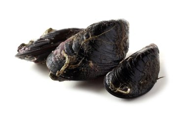 Beyazlar üzerinde yalıtılmış midyeler