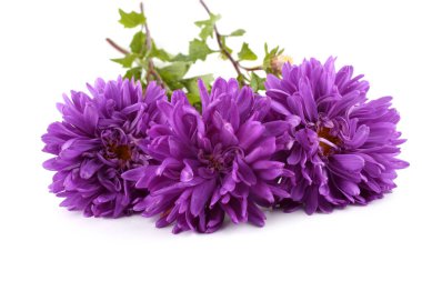 Beyaz üzerine izole edilmiş mor astörler.