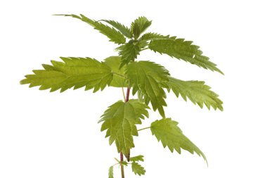 Büyüyen ısırgan otu beyazı izole eder