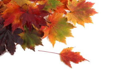 Düşen sonbahar yapraklarını kapatın.