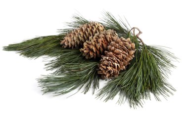 Çam fıstığı beyaza izole edilmiş.