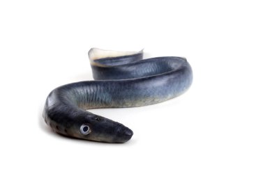 Lamprey balığı. - Vampir. Balık kanı içiyor. Bu balık çok lezzetli.