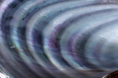 Çoklu renkli midye kabuğu arkaplanı